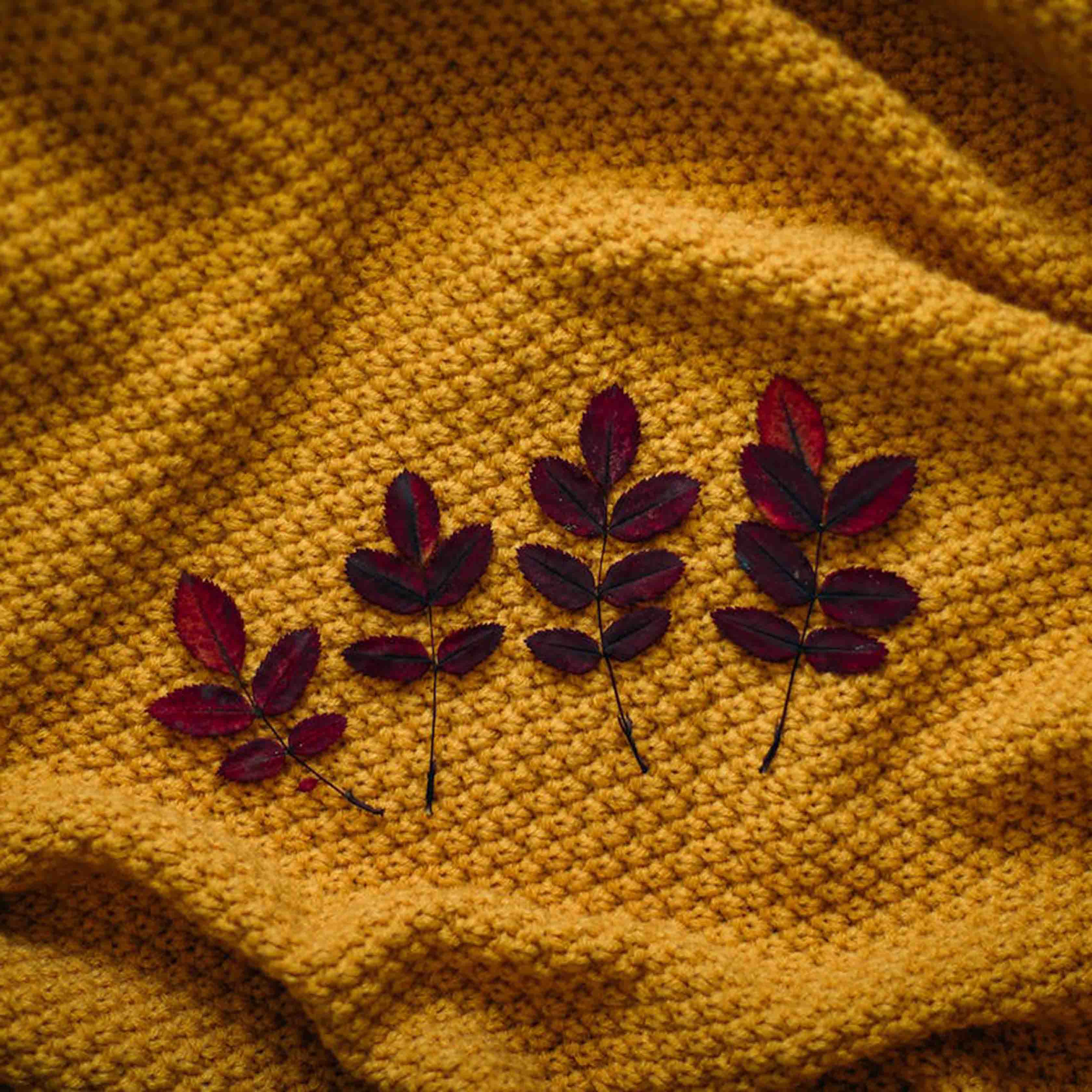 four burgundy leaves on a yellow blanket