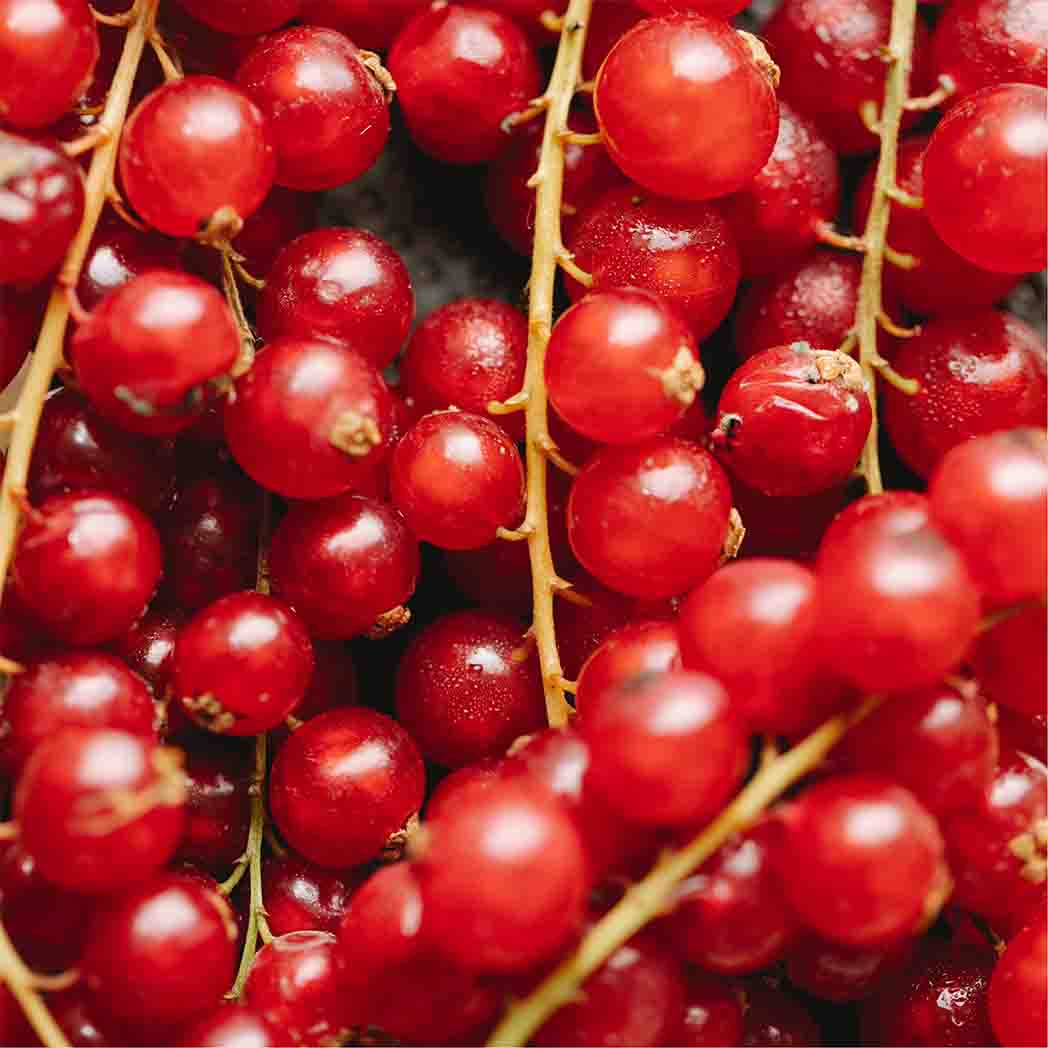 stems of red currant berries