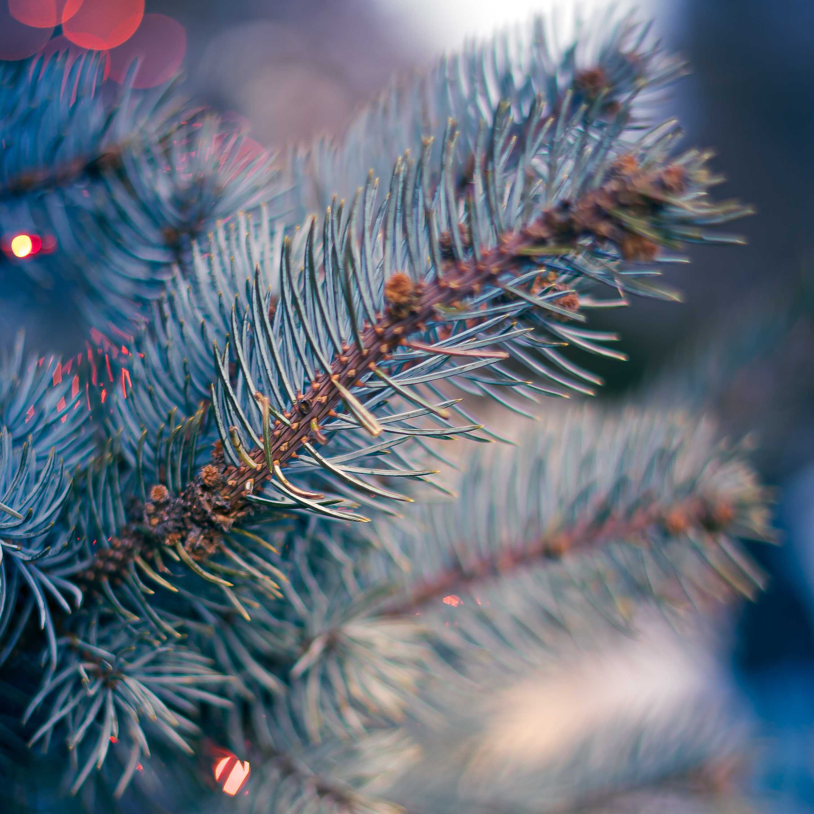 blue spruce branch with red light reflections