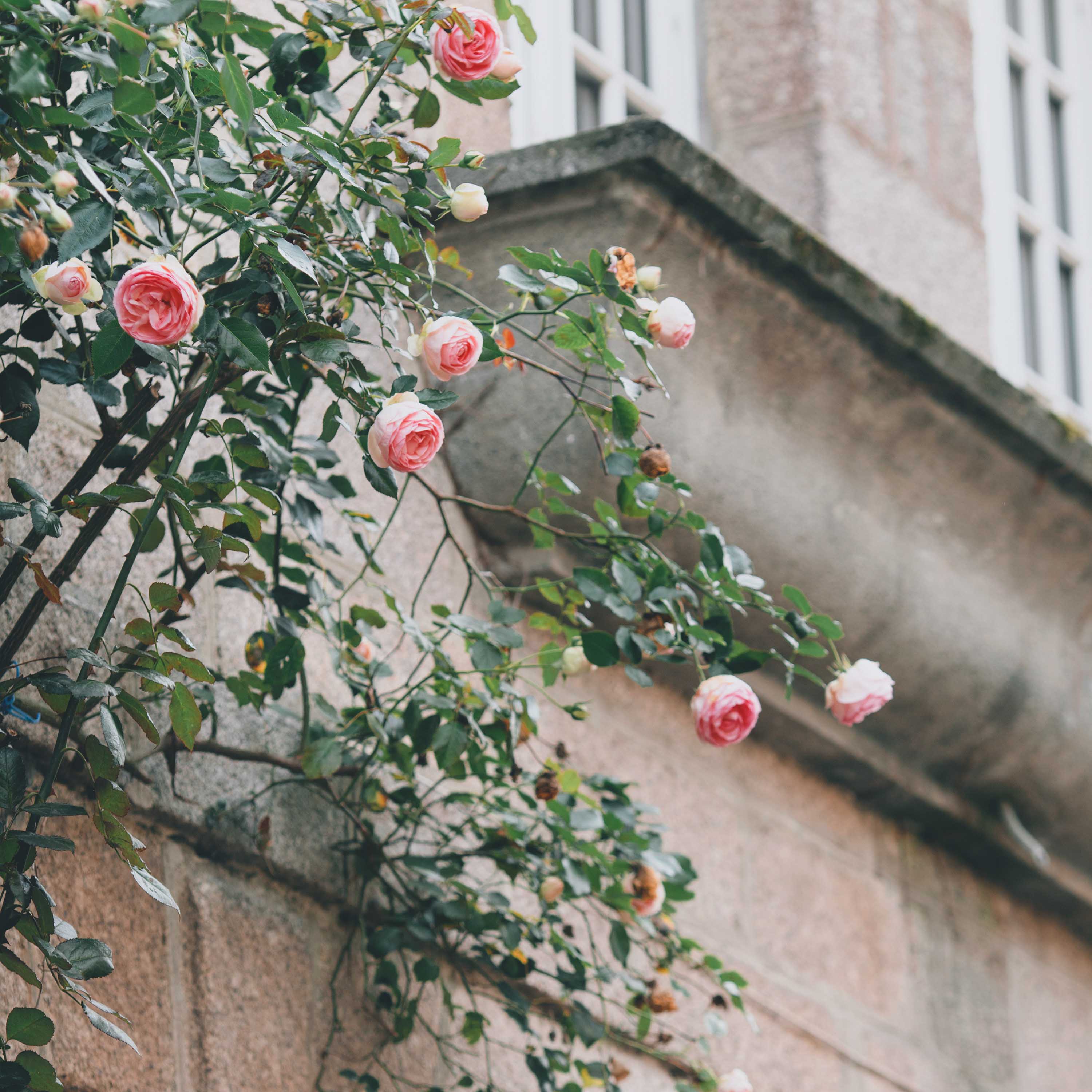 pink spray roses adjacent to a beautiful terrace